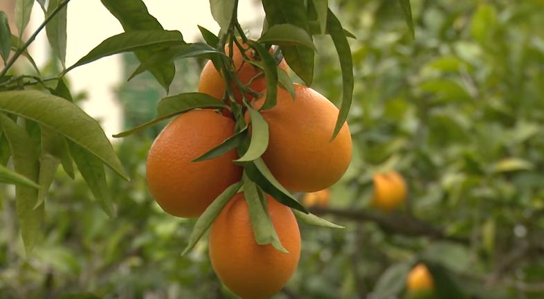 campos de naranjas